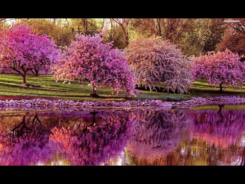 download lagu mp3 mp4 Miracle Of Spring, download mp3 Miracle Of Spring free download, download mp3 Miracle Of Spring
