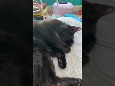 Black Cat Sleeping Snoring Noises