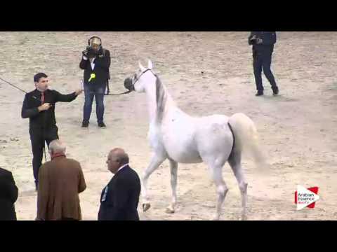 WAHC 2015 - Class CM 6B