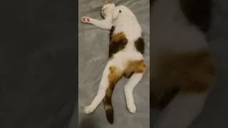 【保護猫】無防備すぎるねこ #猫のいる暮らし #へそ天