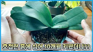 이제 호접란 흙으로도 키워보세요!! 흙으로 키운 호접란 대박이 났습니다!!