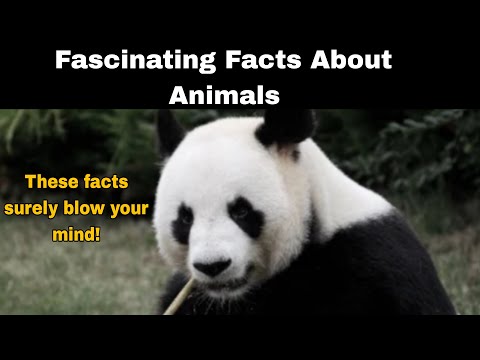 Five Fascinating facts about Animals | Amazing Facts Series | Facts in English Episode - 01.