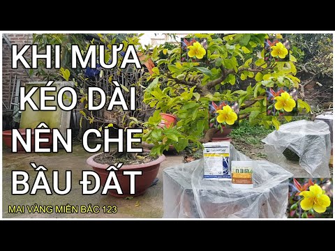 🔴 QBS22109 - CHE MƯA CHO CÂY MAI NHỮNG NGÀY MƯA DÀI || CHE MƯA LÀ CÁCH CỨU CÂY MAI YẾU KHÔNG BỊ SUY