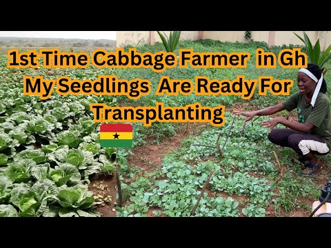 , title : 'first time doing cabbage farming business in Ghana ep1| investing in farming business |farm update'