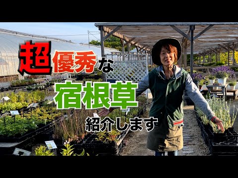 カウスリップ、メドウサクラソウ 植物