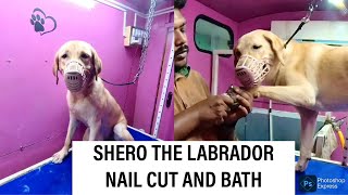 SHERO THE LABRADOR NAIL CUT AND BATH AT DOG SPA SIVAKASI DOG GROOMING TAMIL
