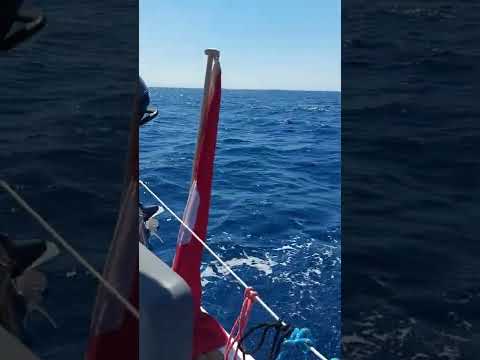 Sy-Speedy 027 gemütliches segeln