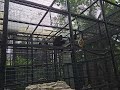 Happy Monkey Swinging In The Air