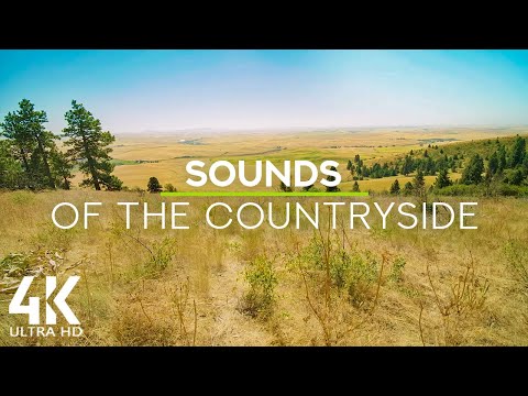 8 HOURS Ambient Soundscape: Relaxing Countryside Sounds for Sleeping & Reducing Stress