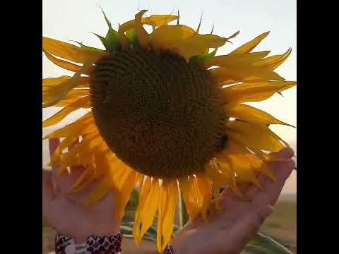 ВСЕУКРАЇНСЬКИЙ ТВОРЧИЙ МАРАФОН«ДО ДНЯ УКРАЇНСЬКОЇ ДЕРЖАВНОСТІ»Жанр:відеомистецтво«Україна понад усе»