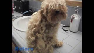 Before and After Dog Grooming - Levi the Poodle/Chihuahua cross