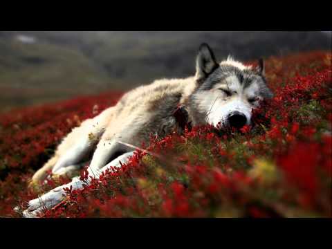 ♫ WAYRA ~ Yesterday ~ ♪ Album The Wolf Dance ♪ Native American music