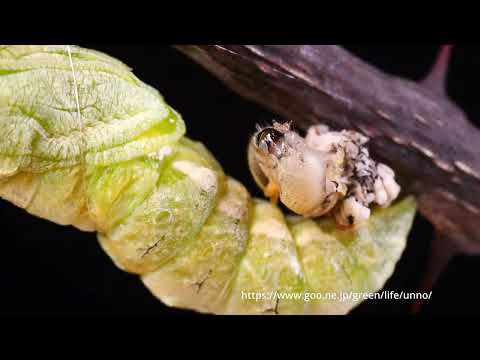 ナミアゲハ蛹になる時に脱殻を落とす