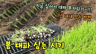 봄대파 심는시기 금값하는대파 심는 방법과 장단점 대파 심기전 꼭 해야할일과 병해충 방제 대파키우기 쉬워요