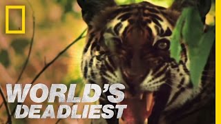 World's Deadliest - Tiger vs. Monkeys