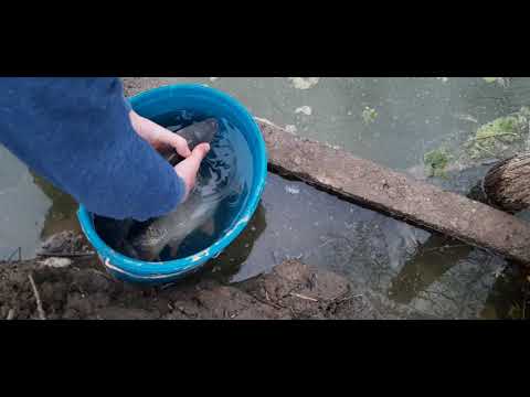 Eliberare Crapi in balta de acasa !