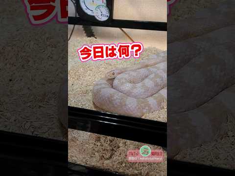 ヘビを遠ざけるにはどうすればいいですか？爬虫類から身を守るための 100% 天然のヒント  庭園