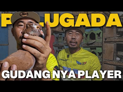 BONGKAR BESEK RAHASIA DI GUDANG MERPATI!!! ISI NYA PLAYER SEMUA