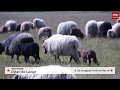 Nieuw 'wolf-proof' buitenverblijf voor 140 lammetjes
