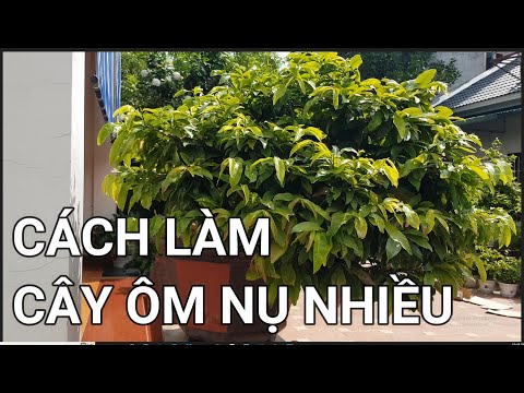 🔴QBS22256 - CHĂM SÓC MAI THÁNG 8 BÓN PHÂN GÌ CHO CÂY | CÁCH LÀM CHO CÂY MAI VÀNG NHIỀU NỤ NHIỀU HOA