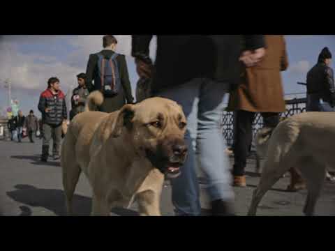 Trailer STRAY I Selección Oficial Largometrajes PEFF 2021