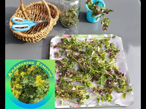 Taubnessel Ernte und Trocknung