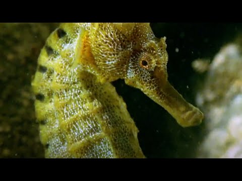 Who Are The Best Animal Dads