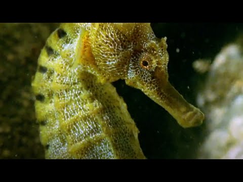 Who Are The Best Animal Dads? | BBC Earth Kids