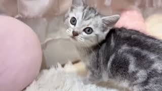 アメリカンショートヘアの動画01