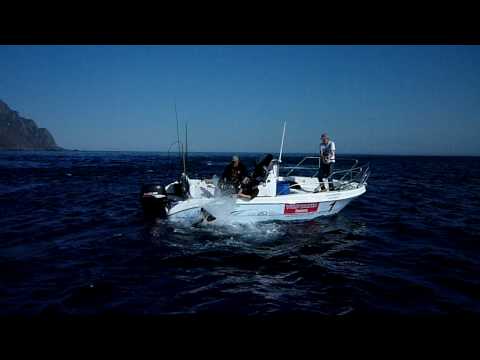 200 pound Halibut Catch and Release part 1