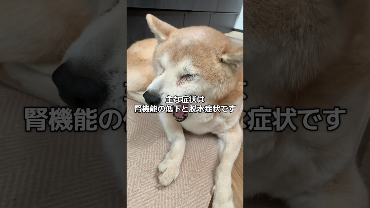 通院と点滴をがんばる15歳柴犬いちご（と飼い主）#柴犬 #老犬