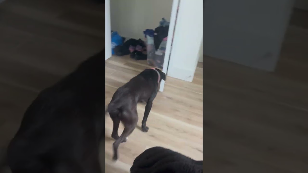 Midnight (Courtesy Post), a ADOPTABLE mixed breed in Statesboro, GA video 4/5
