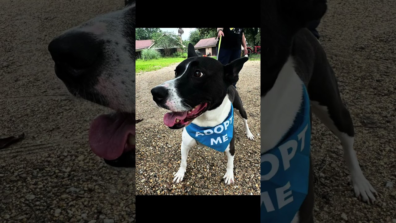 Banjo, a Adoptable mixed breed in Madison , MS video 6/6