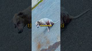 Dogs can’t stop jumping to their deaths on this bridge
