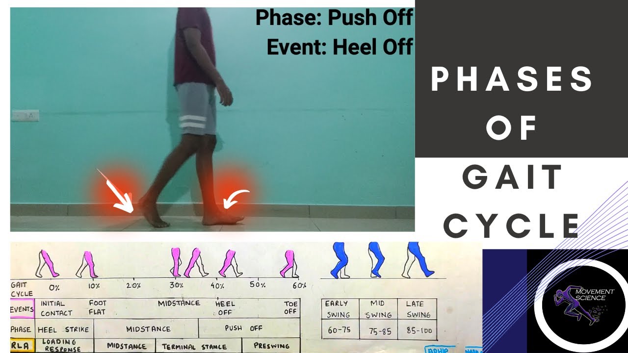 PHASES AND  EVENTS IN GAIT  (Gait Biomechanics)Physiotherapy Tutorial