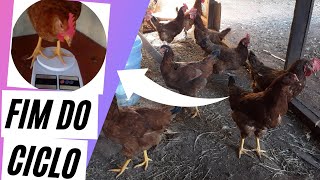 DESCARTE das AVES de POSTURA