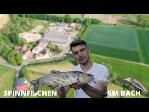 Döbel & Bachforelle am kleinen Bach | Spinnfischen mit Hardbaits