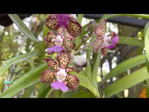 Orchid Garden Update, New Orchid Blooms, Obsessed