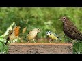 Movie for Cats : Bird Fun Movies for Cats to Watch
