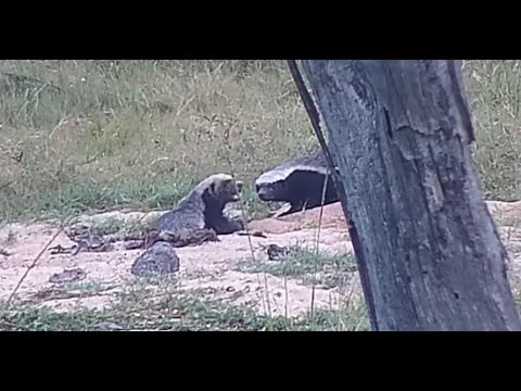 Two honey badgers looking for food underground at Djuma Waterhole