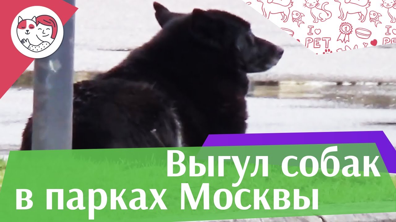 Парки Москвы, которые обязательно нужно посетить с собакой на iliket