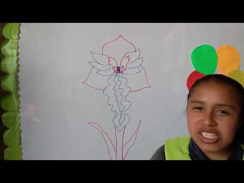Flores Fantásticas video