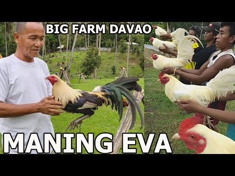 Best Big Farm In The Philippines TIME TRIAL FARM Emmanuel Eva - Beautiful Birds