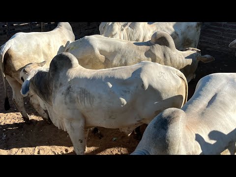 Feira de Gado de jataúba PE 12/06/2026