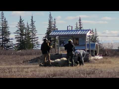 Polar bear release-13th oct