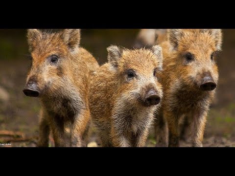 Our Trip to Lelystad Nature Park The Netherlands 05-04-2019 Vlog 405