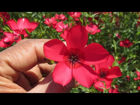 download lagu mp3 mp4 Scarlet Flax, download lagu Scarlet Flax gratis, unduh video klip Scarlet Flax