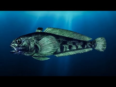 Amazing Antarctic Toothfish Fishing | Toothfish Fishing and Processing