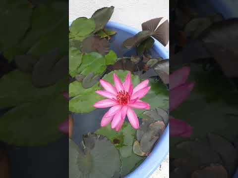 Waterlily Information