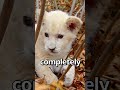 Is This The CUTEST LION Ever Wholesome Moments